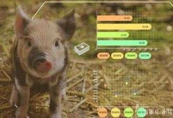 关于AR投出一个猪是什么软件的信息