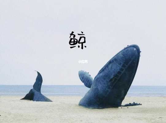 鲸鱼视频mr（鲸鱼视频没法实名认证）  第3张